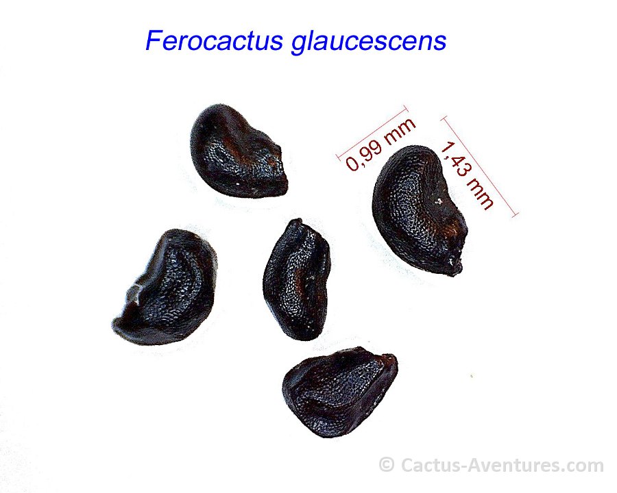 Ferocactus glaucescens